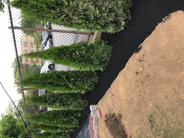 Privacy Screen Planting